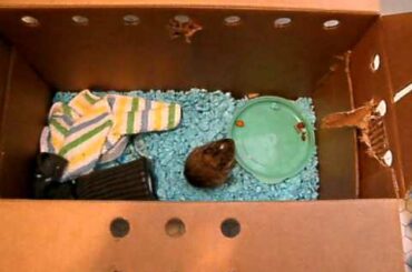 Cute baby cottontail (bunny) 「かわいいうさちゃん」