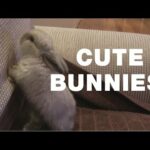 Tiny baby Bunnies play on couch - Loves to get pats