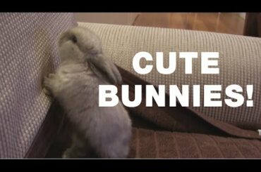 Tiny baby Bunnies play on couch - Loves to get pats