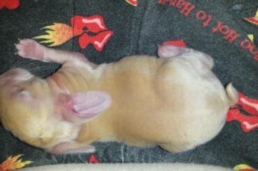 Cute Squeaking Baby Bunny is Very Wiggly