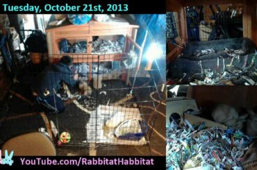 Cute Baby Bunnies Growing Up LIVE!