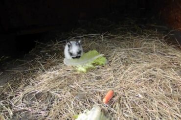 BABY BUNNIES, A KANAGROO AND A GOAT!