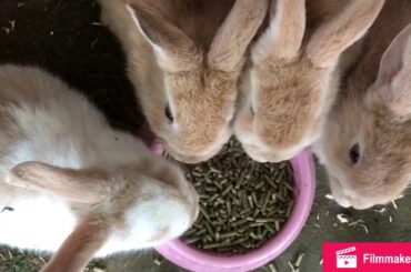 Adorable Baby Bunnies and Cute Guinea Pigs