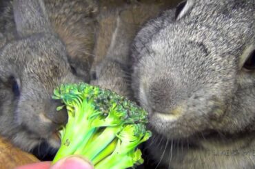 Bunny Rabbits Eating Broccoli. Funny Hand Feeding Bunny Rabbits