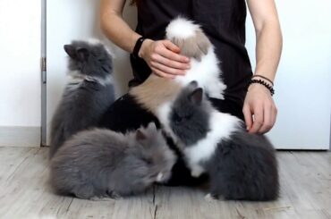 CUTE TEDDY BUNNIES - 2 months old rabbit training for carrot