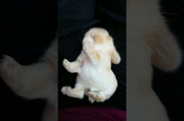 Watch Till The End! Bunny Stretching!