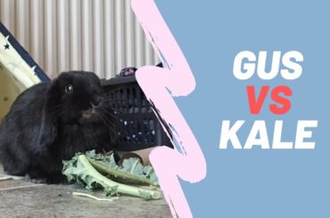 Gus vs Kale | Mini Lop Bunny  Rabbit Eating Greens | Very Cute & Relaxing