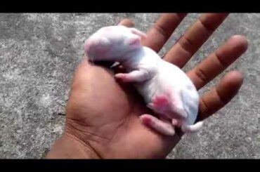 1 Day Born Baby Rabbit