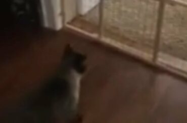 Smooth kitty jumps over gate like bunny rabbit
