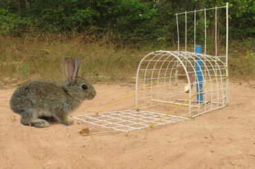 Easy Wild Rabbit Trap Using Cage A Door Closed - Fantastic Rabbit Trap Technology