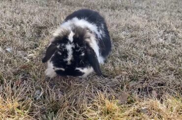 Cute rabbit bunny floppy eared rabbit