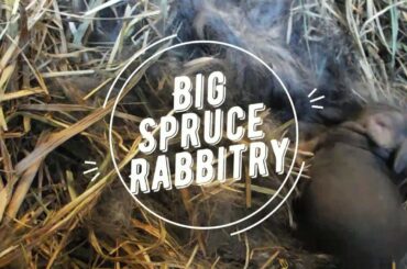 Go to Sleep Baby Bunny