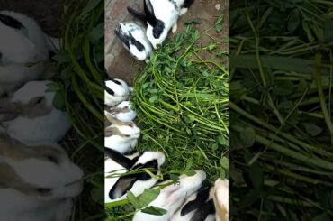 Mom teaching baby rabbits❤💙💚😍😍
