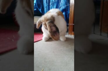 Bunny cleans face (So Cute)