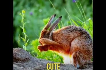 Cute Rabbit 🐰🐰🐰🐰whatsapp status