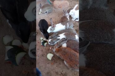 Feeding Rabbit group for funny kids