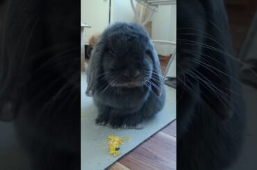 cute bunny eats a flower - funny videos compilation 2020