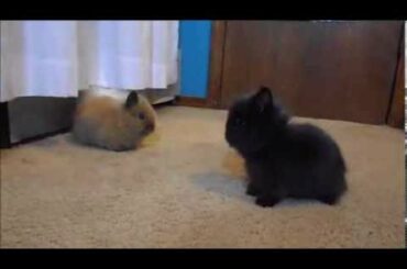 Cute Baby Bunny Rabbits!