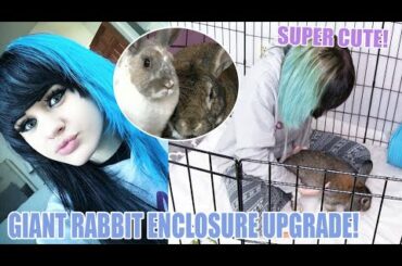 GIANT Rabbit Enclosure Upgrade! (SUPER CUTE!)