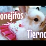 Conejitos Tiernos Las Fotos más Bonitas, Cute and Adorable Bunnies 💕💖🐰