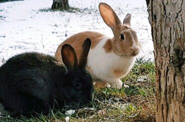 Cute Rabbits | Funny Bunny Rabbit in Snow - Video 4K