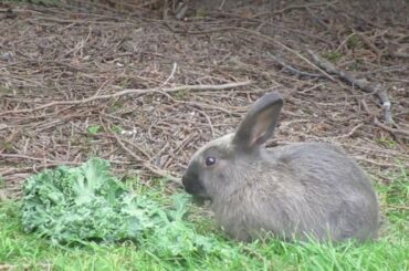 Sweet Little Baby Bunny Rabbit Feeding on Veggies
