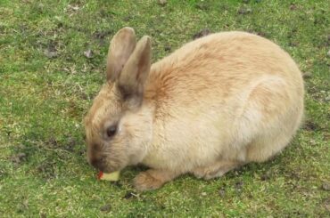 Cute Brown Bunny Rabbit Pansy Enjoying His Apple