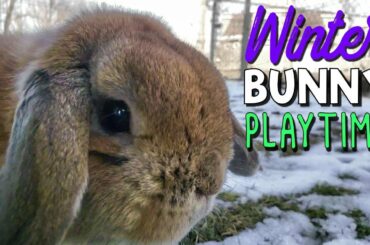 WINTER BUNNY PLAYTIME - Bunnies Play in the Snow!