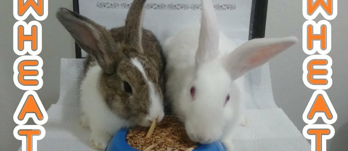 Rabbits eating wheat ASMR & Rabbit Romeo and Juliet #rabbit #bunny