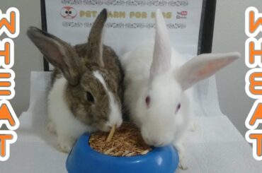 Rabbits eating wheat ASMR & Rabbit Romeo and Juliet #rabbit #bunny