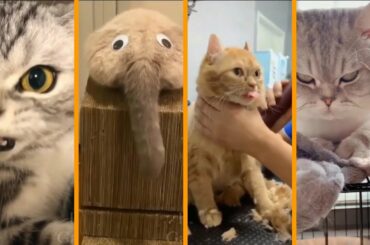 Top Scariest Cute Pets And Funny Animals Compilation #3 2020  Pets Collection