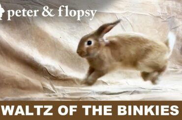 Waltz of the Bunny Binkies