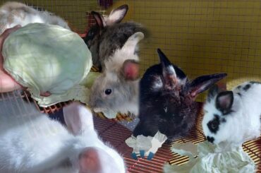 #RABBIT #BUNNY #ARNAB manga alaga ko