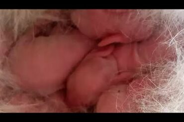 Our rabbit gave birth... Cute baby rabbit