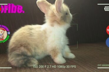 2 Cute Baby Bunnies Day 19 (DOB: Jan 30, 2020) - Bongskie Rabbitry Cebu - Bisdak Edition