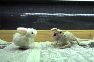 Baby Bunny VS Dragon