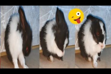Cute Bunny Washing Her Body