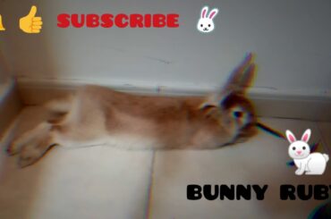 When my cute bunny RUBY feeling sad