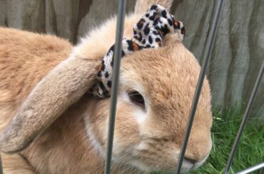 Cute bunnies eating dinner