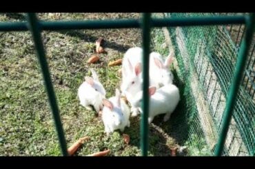 Sevimli Tavşan Ailesi(cute rabbit family)