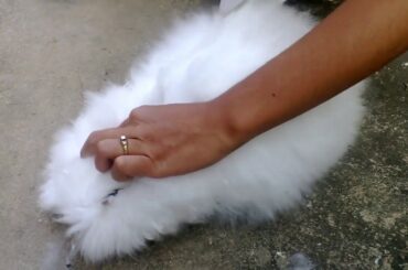 Here's a proof to show how cute I am | Peter Rabbit Official