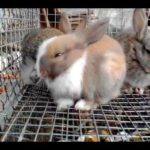 Cute Rabbits Being Sold At Kolkata Galiff Street Pet Market P-1
