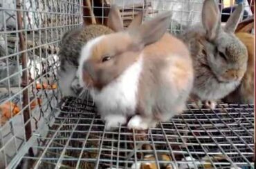 Cute Rabbits Being Sold At Kolkata Galiff Street Pet Market P-1