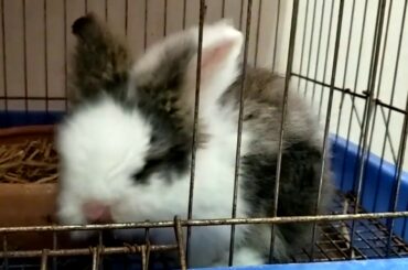 A small Rabbit So cute | Peter Animals Official