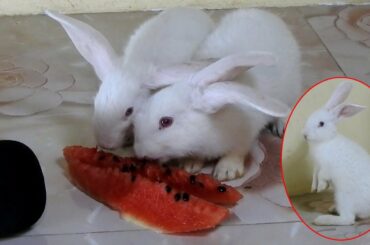 Cutest PoyPoy & PomPom Rabbit Eating ASMR Watermelon