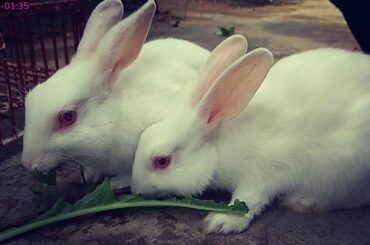 Cute Animal Rabbits Video // DjSurajMix.Com