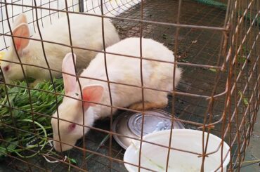 Rabbits are eating soo cute and fast