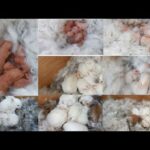 wonderful rabbit giving birth to 6 baby at home /baby bunnies so so cute from newborn to day 15 .