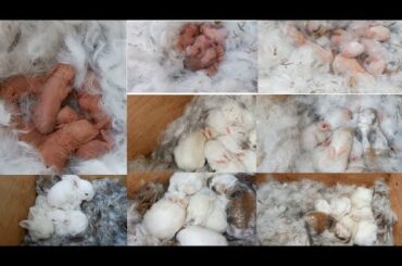 wonderful rabbit giving birth to 6 baby at home /baby bunnies so so cute from newborn to day 15 .