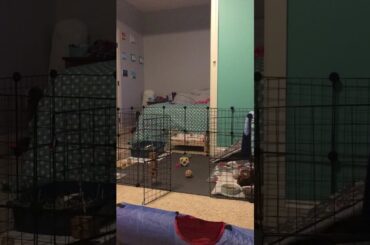 Rabbit doing a zoomie- really cute